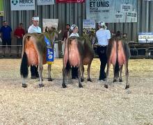 Championnat senior